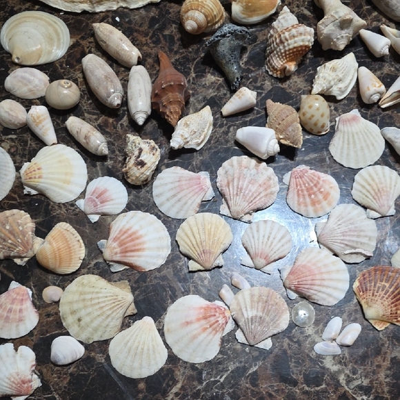 Seashell Collection & Large Conch Shell Nightnight - Picture 4 of 6